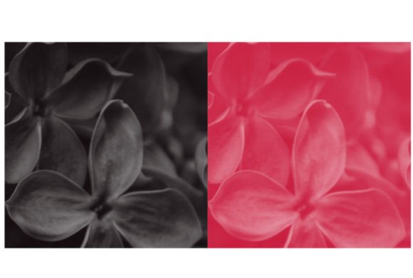Mastering Minimalism: The Strategic Value of a Two Color Brush Set